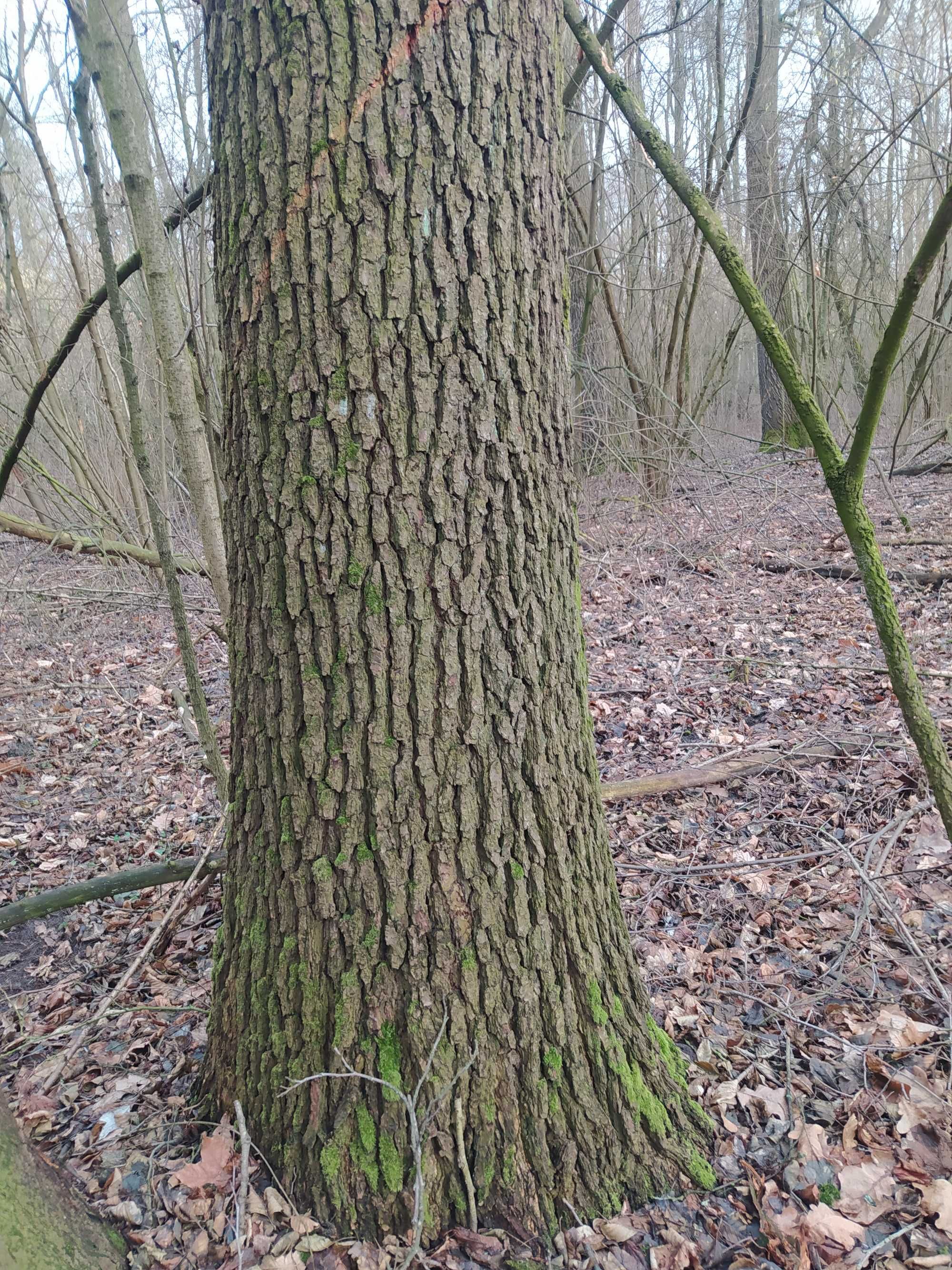 Las na pniu , wybitny starodrzew!!! Ponad 3,5 ha