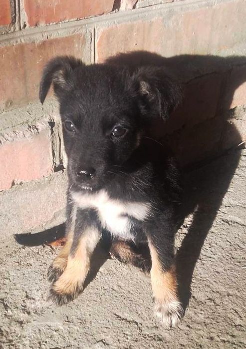 Цуценята шукають домівки!