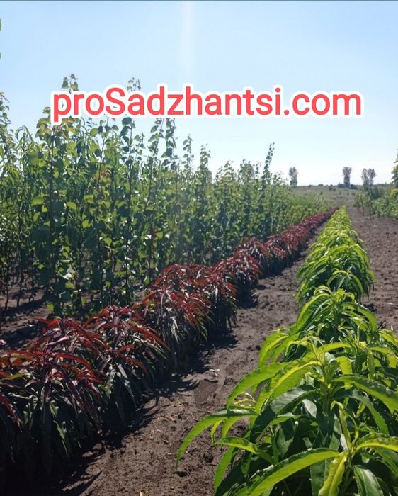 Саженцы плодовых Яблоню Груша Персик Черешня Вишня,Колоновидные, є все