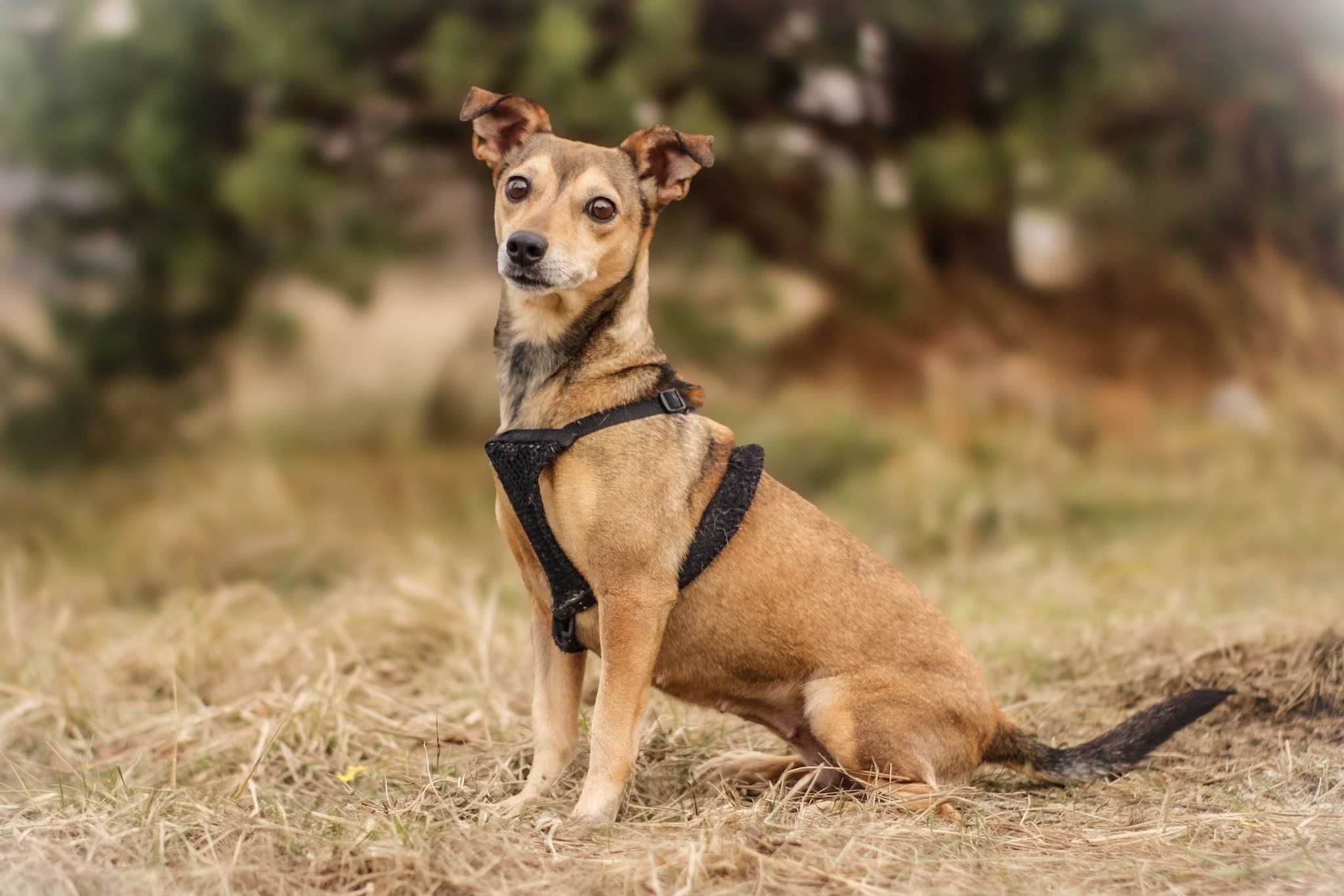 Neila ok.5 let.malutka, nakolankowa sunia do pilnej adopcji Dorcia Sav