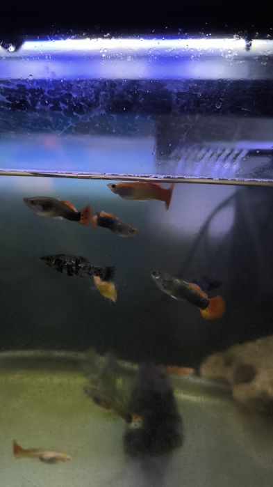 Peixes Jovens Variados - Água doce, fria e quente