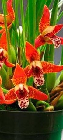 Продам орхидею максилярия большой куст.