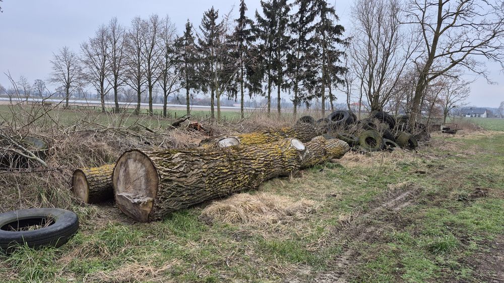 Topola bal pień na więźbę deski opał