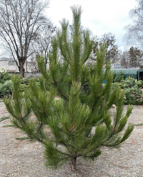 Доставка Елки новогодняя сосна домой доставка сосны Крымско надом