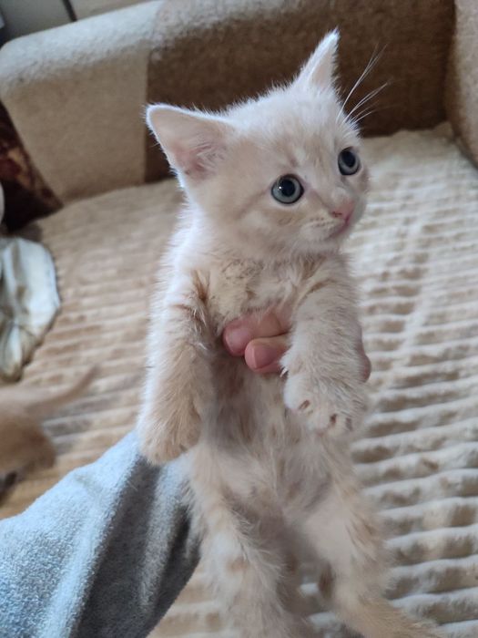 кошеняти безкоштовно!