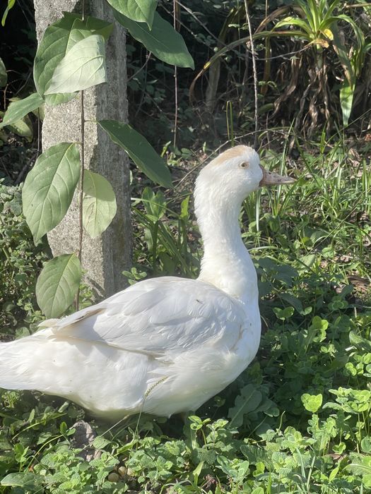 Vende-se pato caseiro
