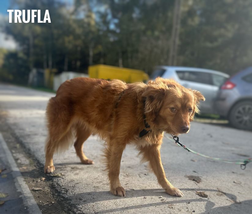 Toller mix, sunia, 1 rok, delikatna Trufla. Adopcja