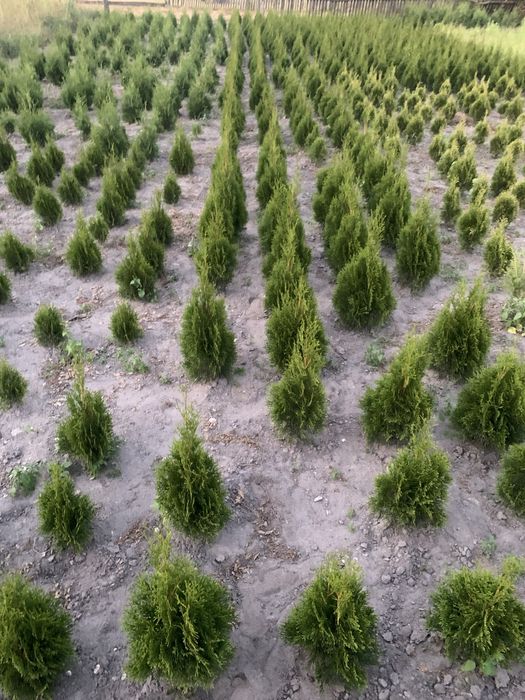 Туя колумна смаргд брабант кипарисовик