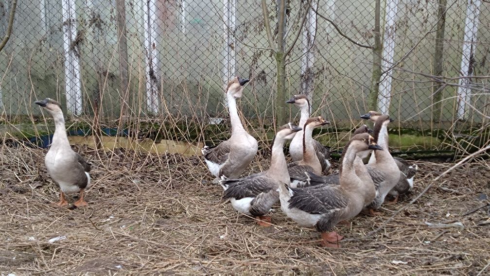 gęsi kubańskie garbonose stado stare 8sztuk
