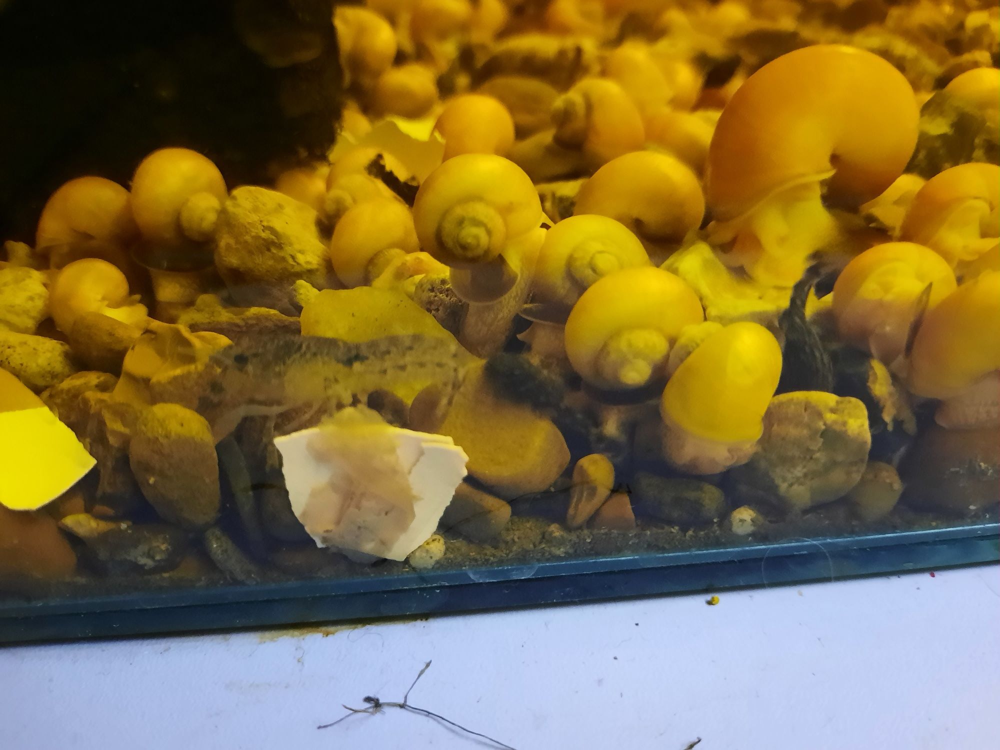 Рак карліковий болотний акваріумний (самий мирний та найменший)