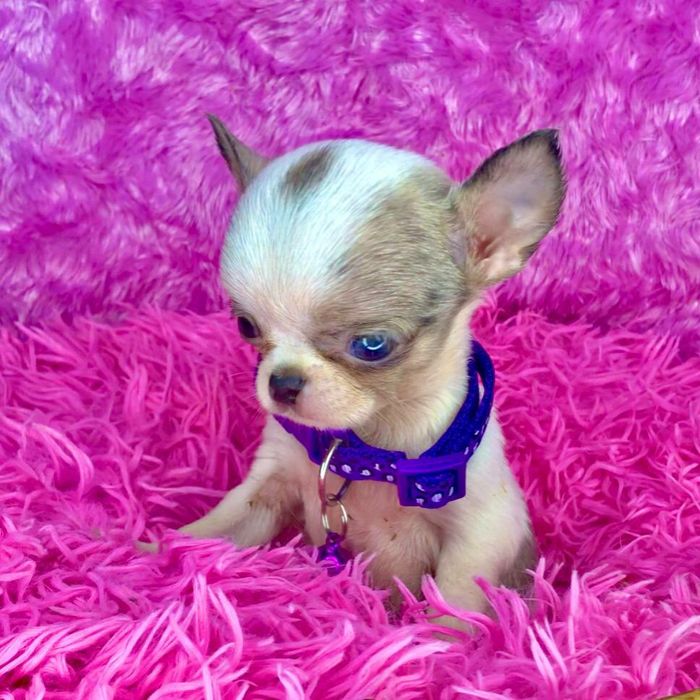 Микро девочки Чихуа (кобби тип)