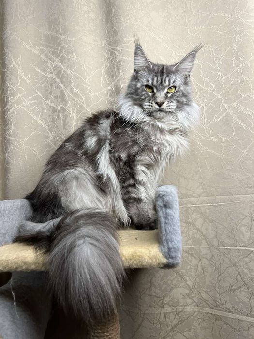 Чистокровные Котята Мейн-Кун