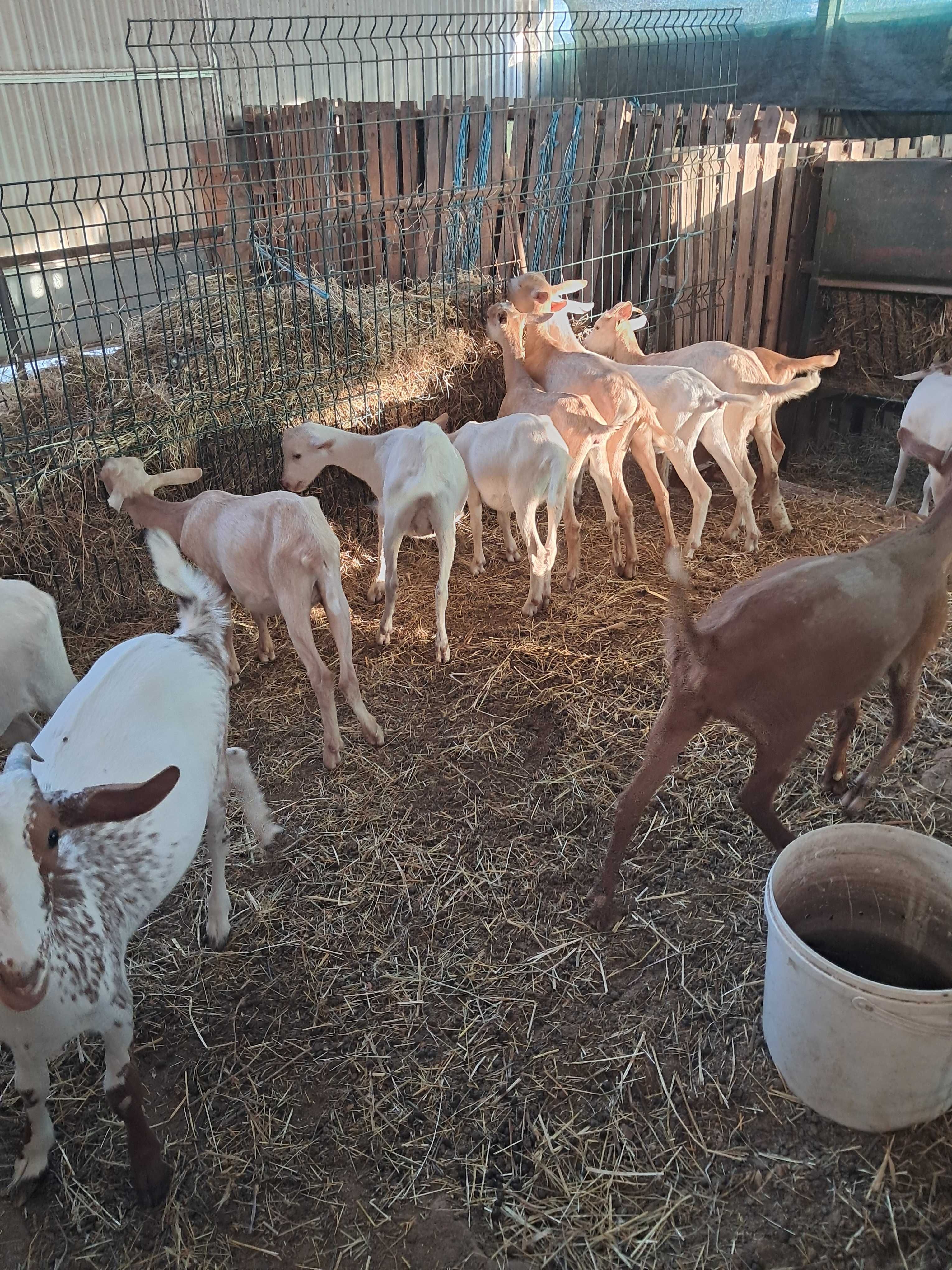 Venda de rebanho de cabras B4