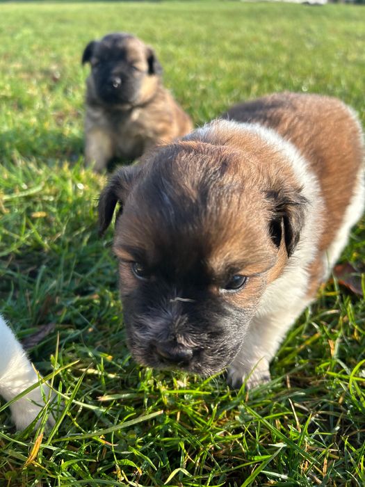 Szczenięta oddam w dobre ręce
