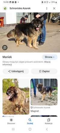 Maniek. Najlepszy Misiek = miziak pies do wydania !