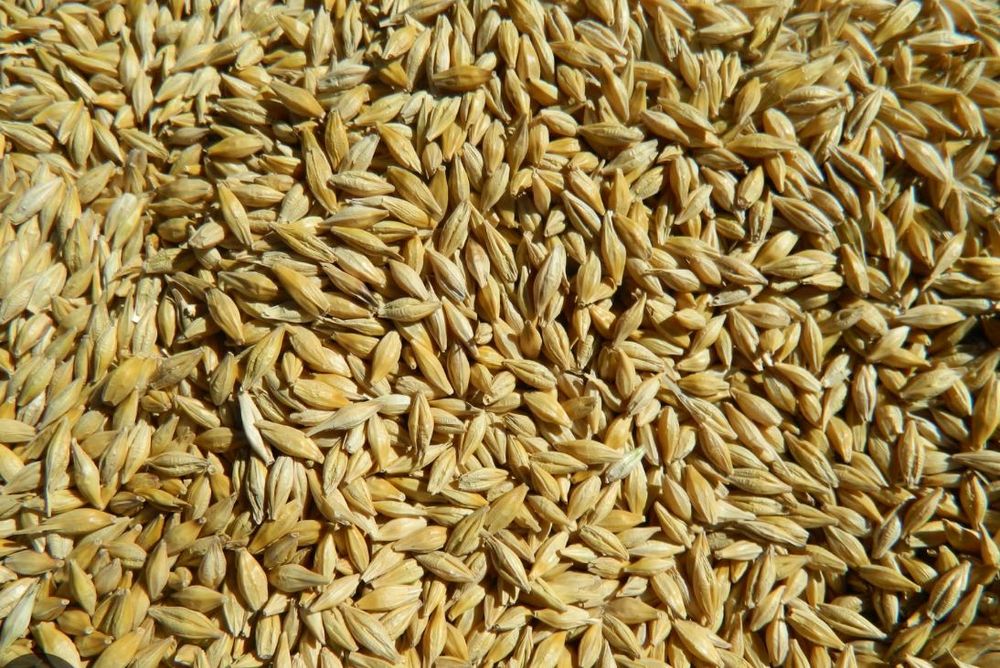 Продам пшеницю, ячмінь, овес