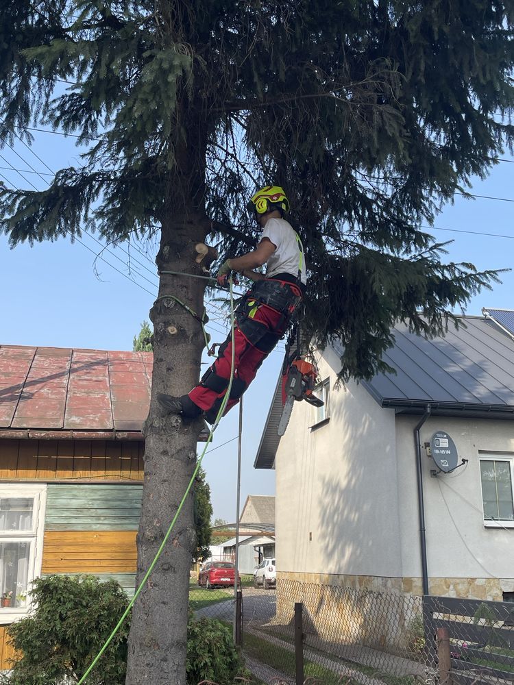 Wycinka drzew metodą alpinistyczną