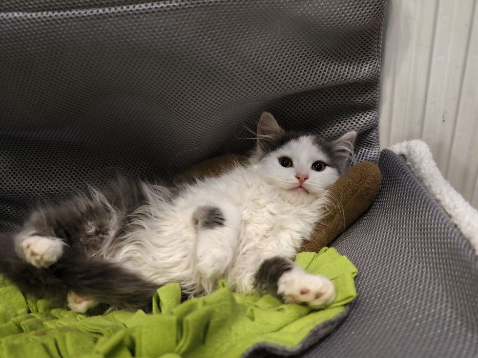 Кішечка, 3 місяці, чекає на саму найкращу родину