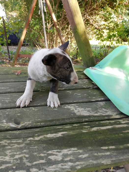 Bulterier standart szczeniak chłopak