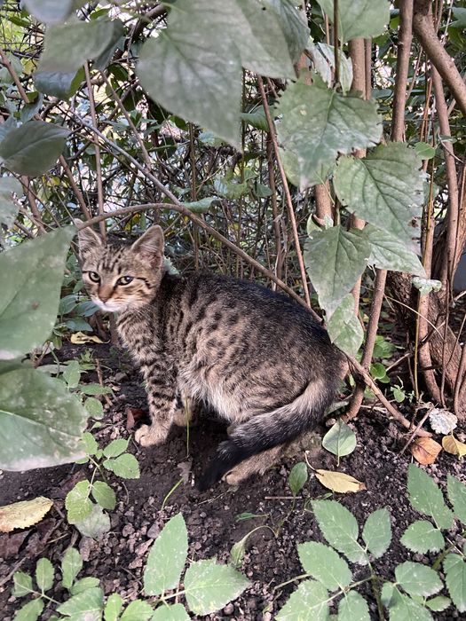 Котик у хороші руки