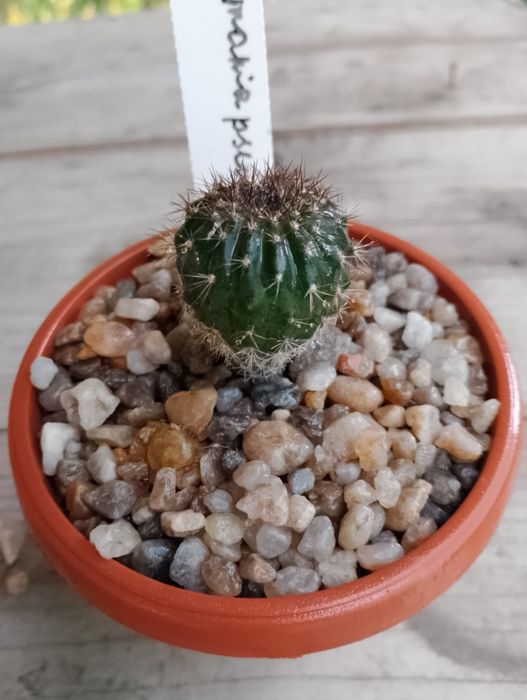 Кактус Uebelmannia pectinifera