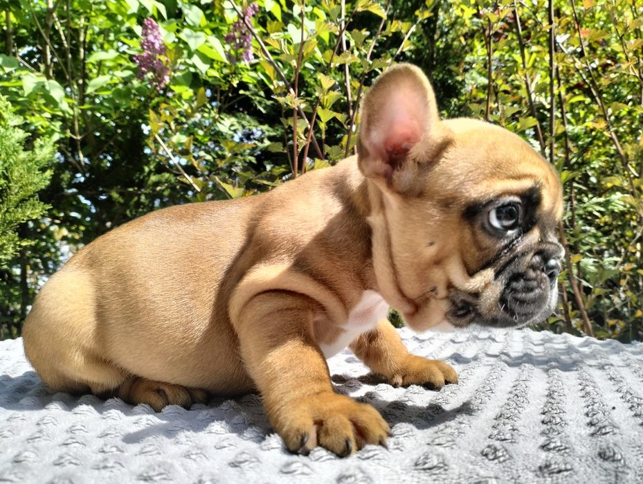 Buldog francuski szczeniak