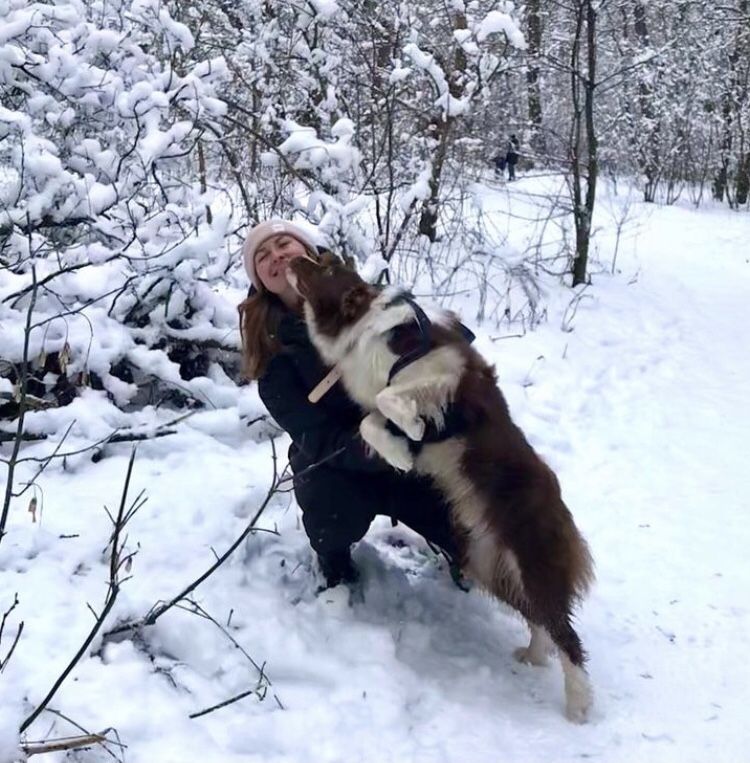 Бордер Колли Шоколадно білий!