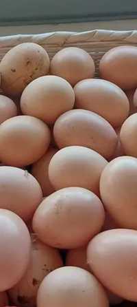 Vendo ovos de galinhas criadas ao ar livre