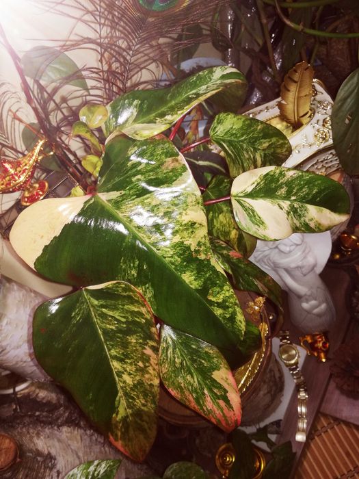 Philodendron Strawberry Shake Variegata Pink roślina kwiat monstera