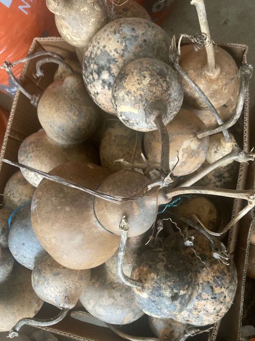 Cabaças para artesanato