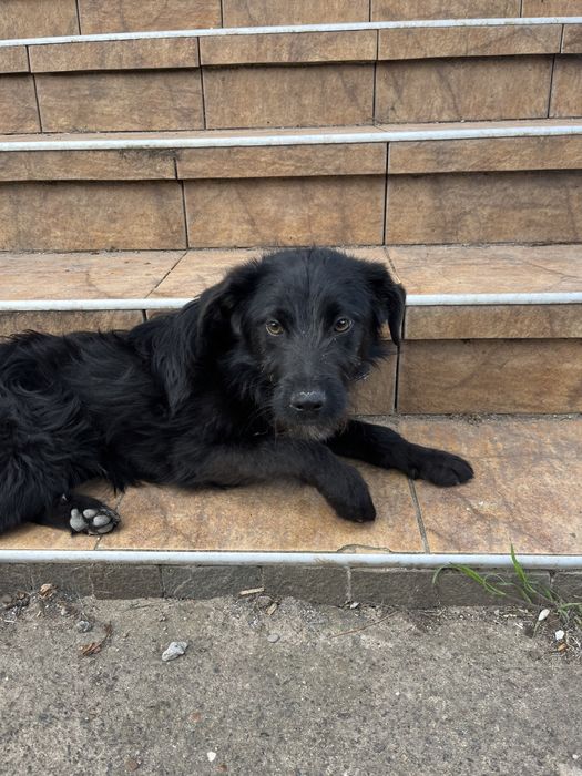 Шукаємо господарів терміново!!!