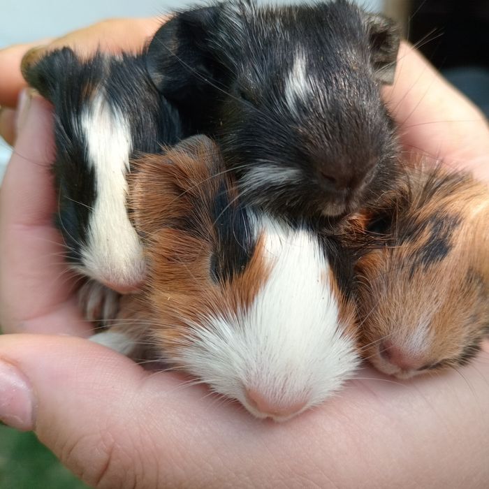 Морські свинки маленькі пухнастики,морские свинки