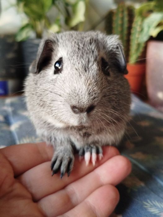 Морська свинка хлопчик