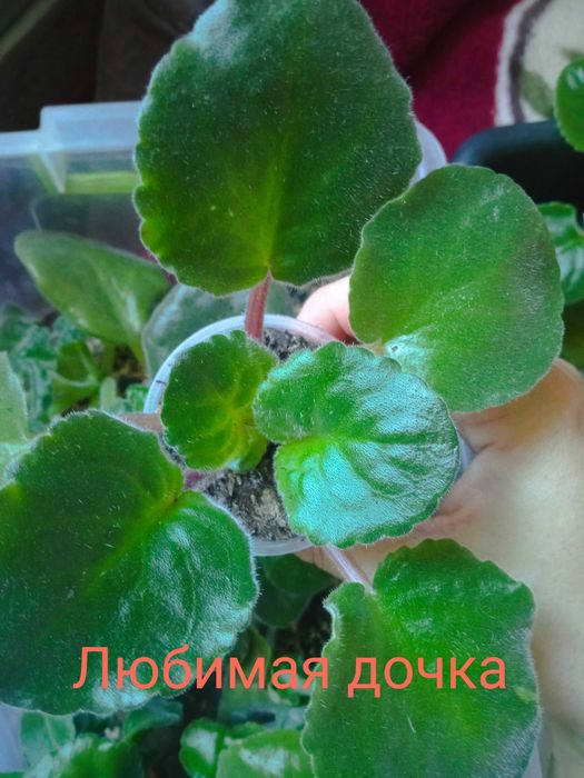 Продам фіалочки дітки, листочки з дітками
