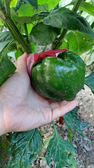 Насіння сурер солодкого суперсмачного перцю ,баклажан