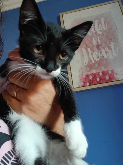 Gatinhos para adoção