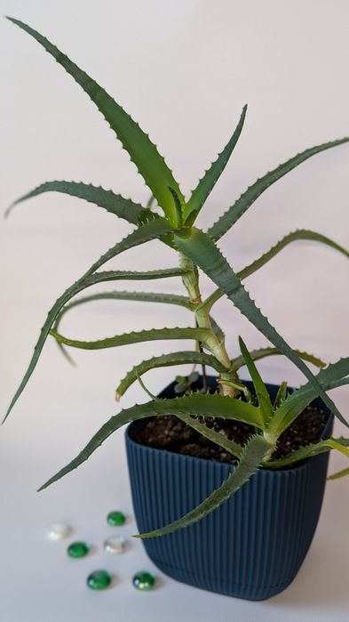 Алое з горщиком.