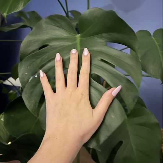 Monstera deliciosa