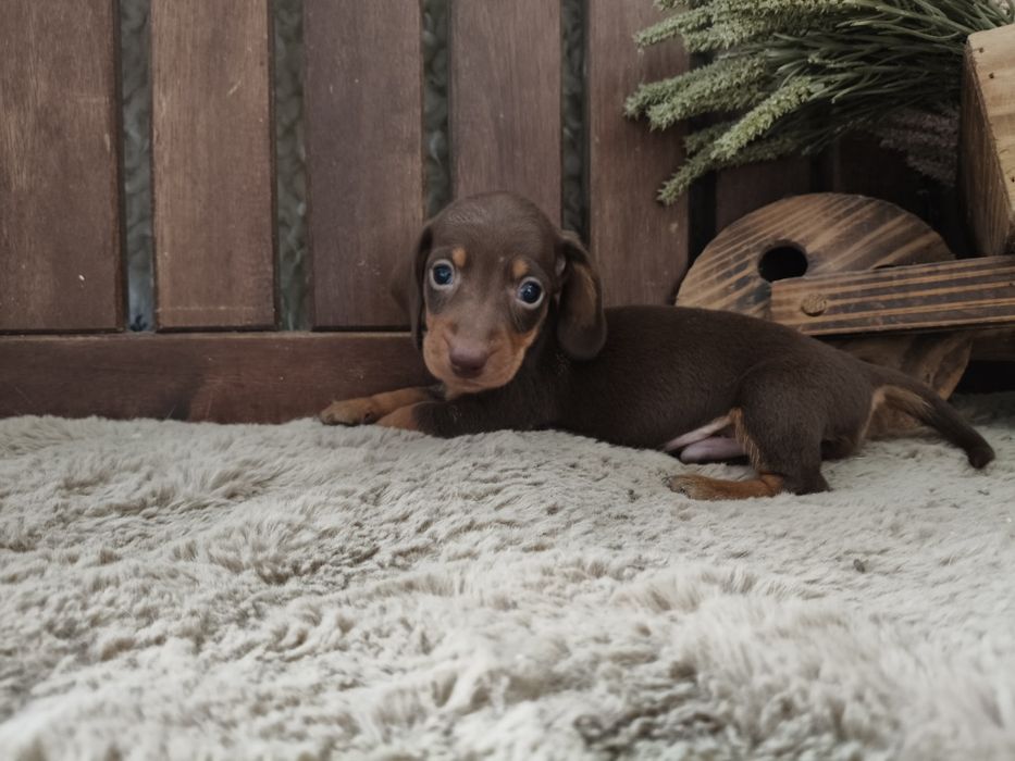 Teckel kaninchen macho com LOP