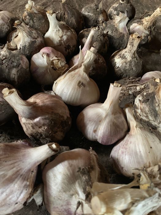 Продам Часник різної фракції, деталі за телефоном