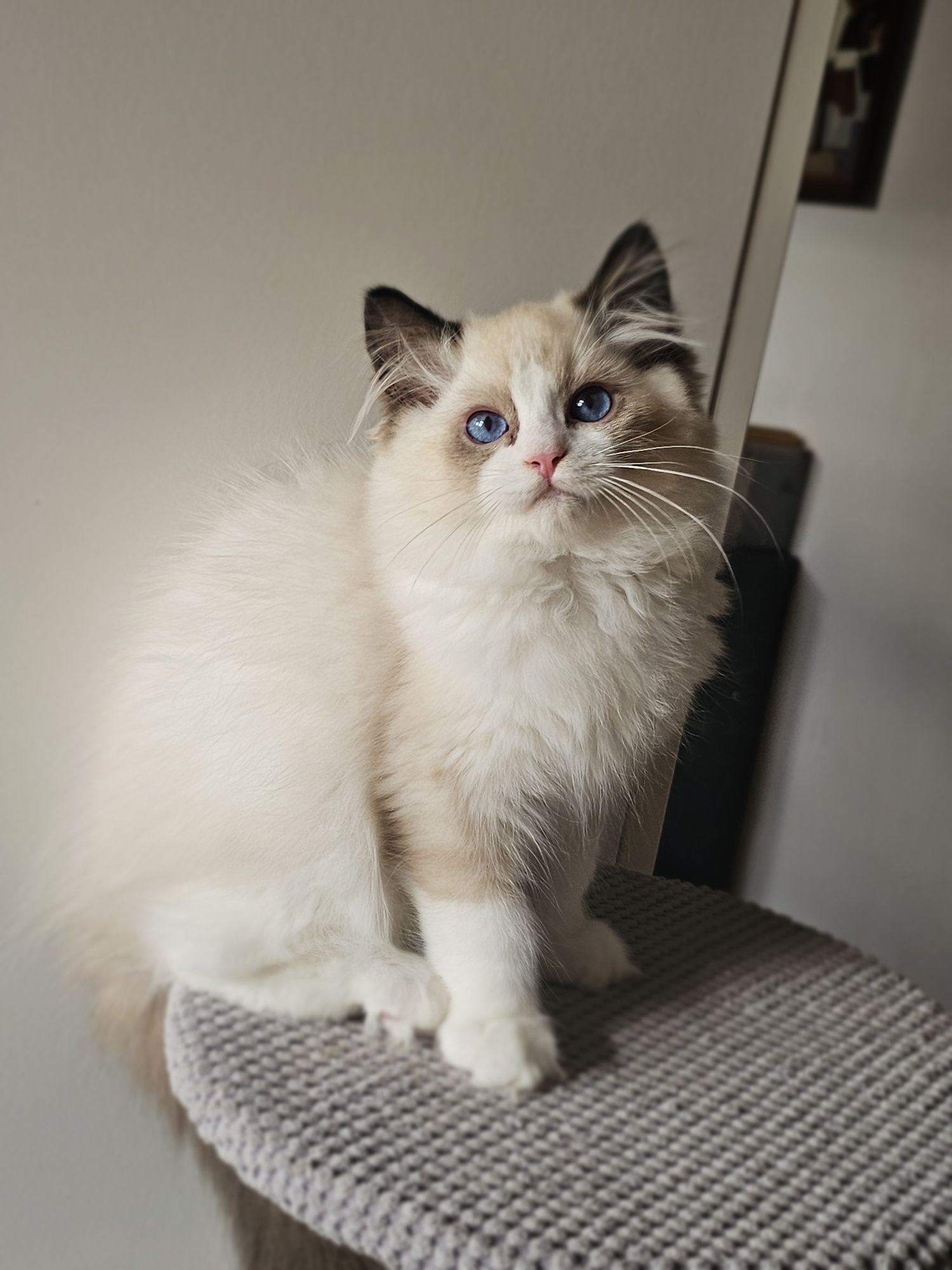Ragdoll kocurek na kolanka