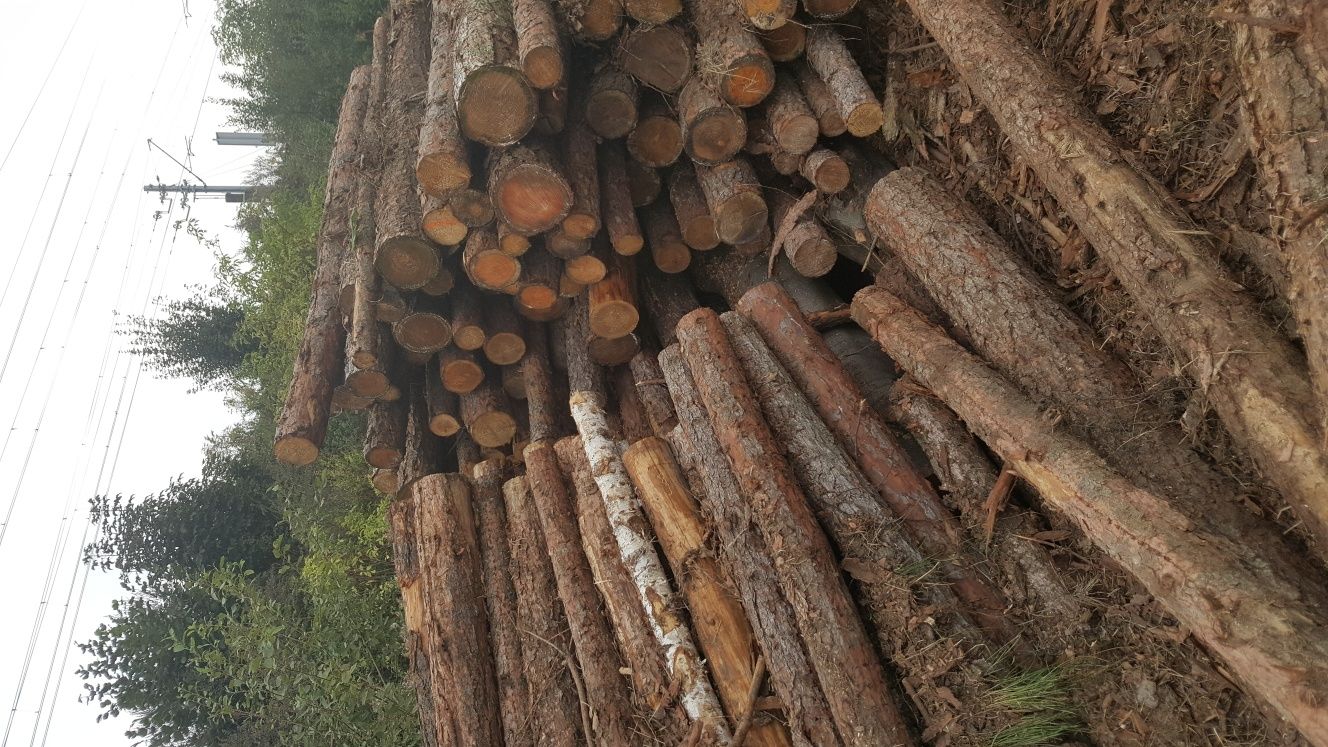 Drewno kominkowe buk opałowe tanio transport