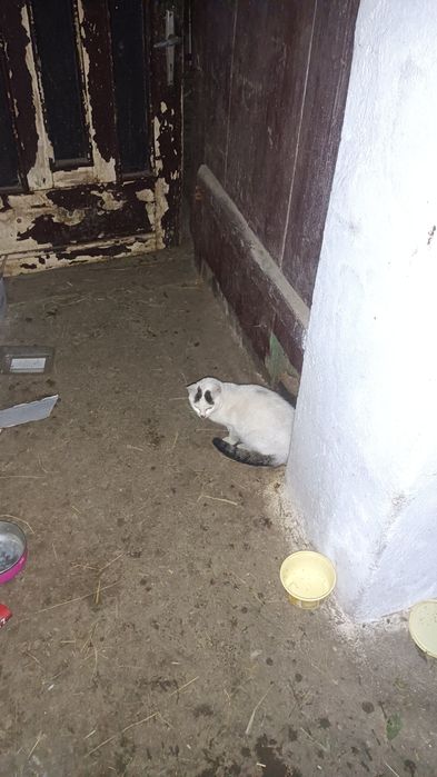 Oddam za darmo kotki