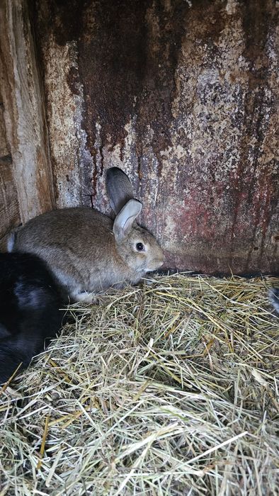 Sprzedam króliki samce