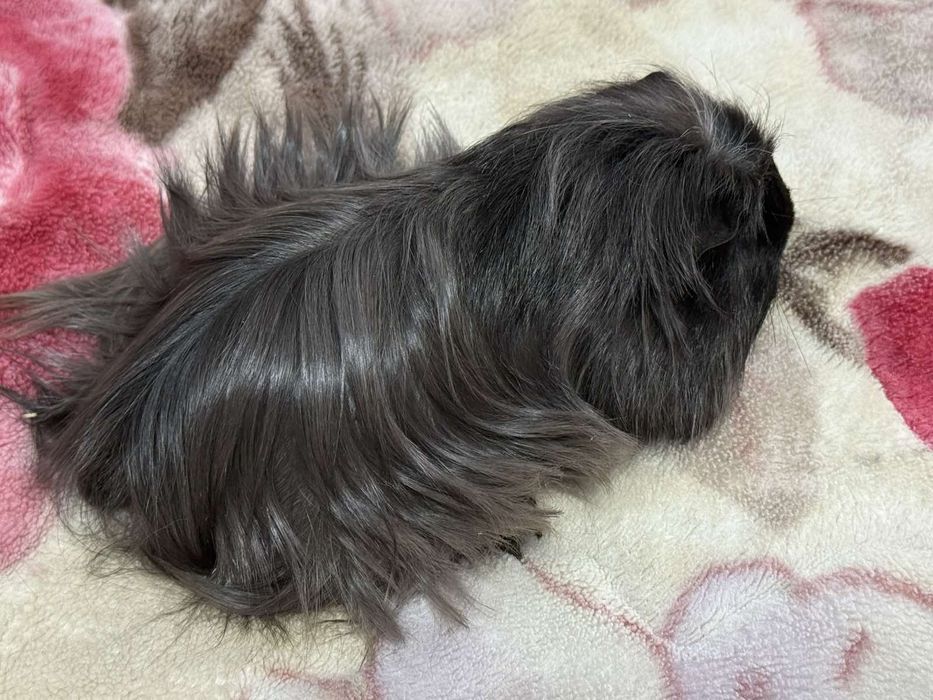 Мальчик 4 мес, Коронет