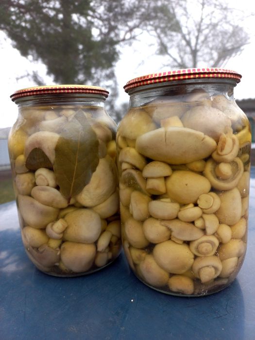 Гриби шампіньйони