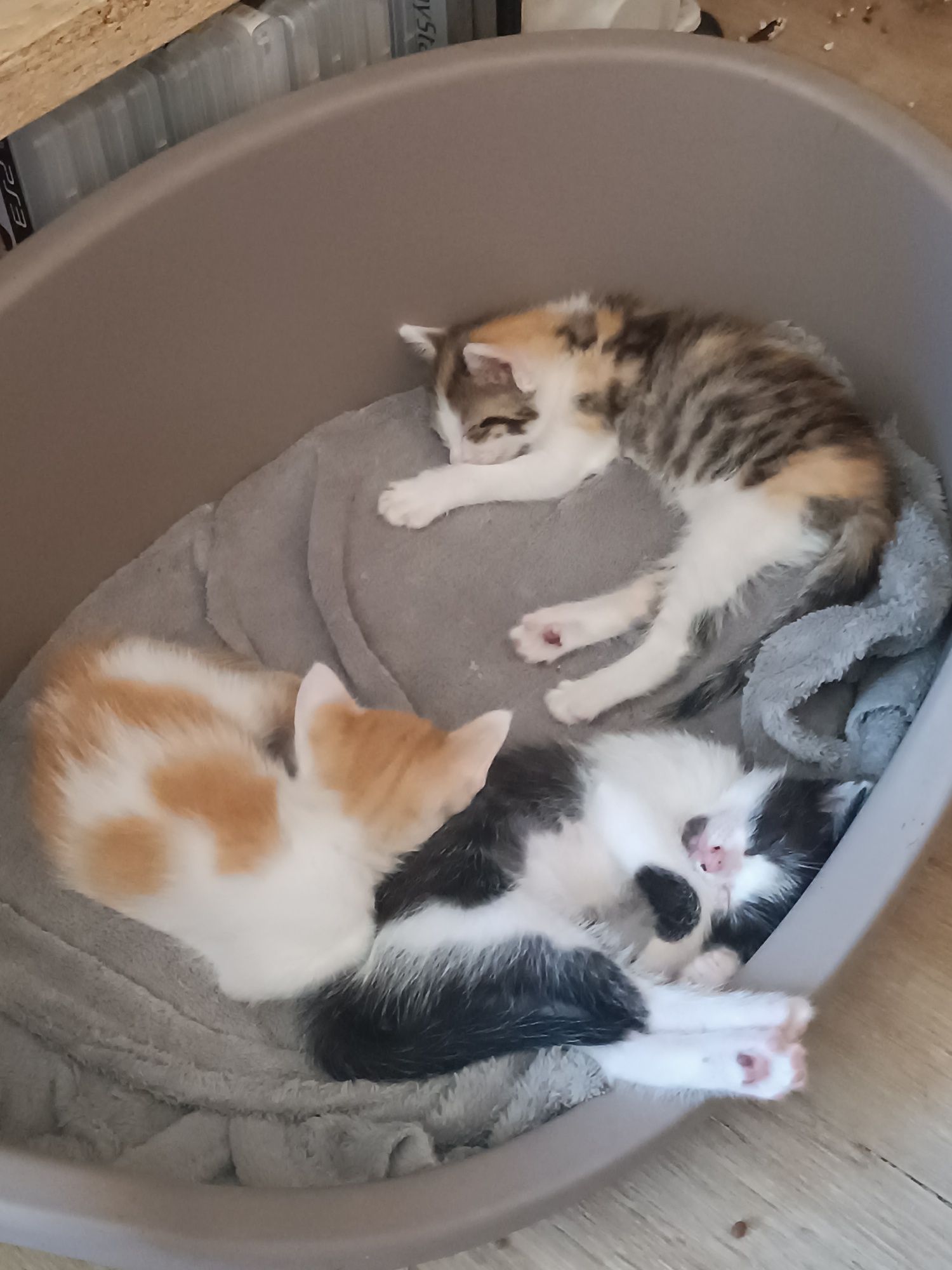 Gatinhos  para adopção Águeda