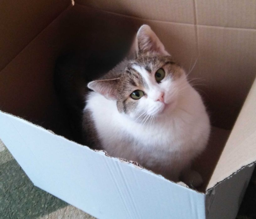 Zaginęła przyjazna kotka „Kota” – Białystok, prosimy o pomoc