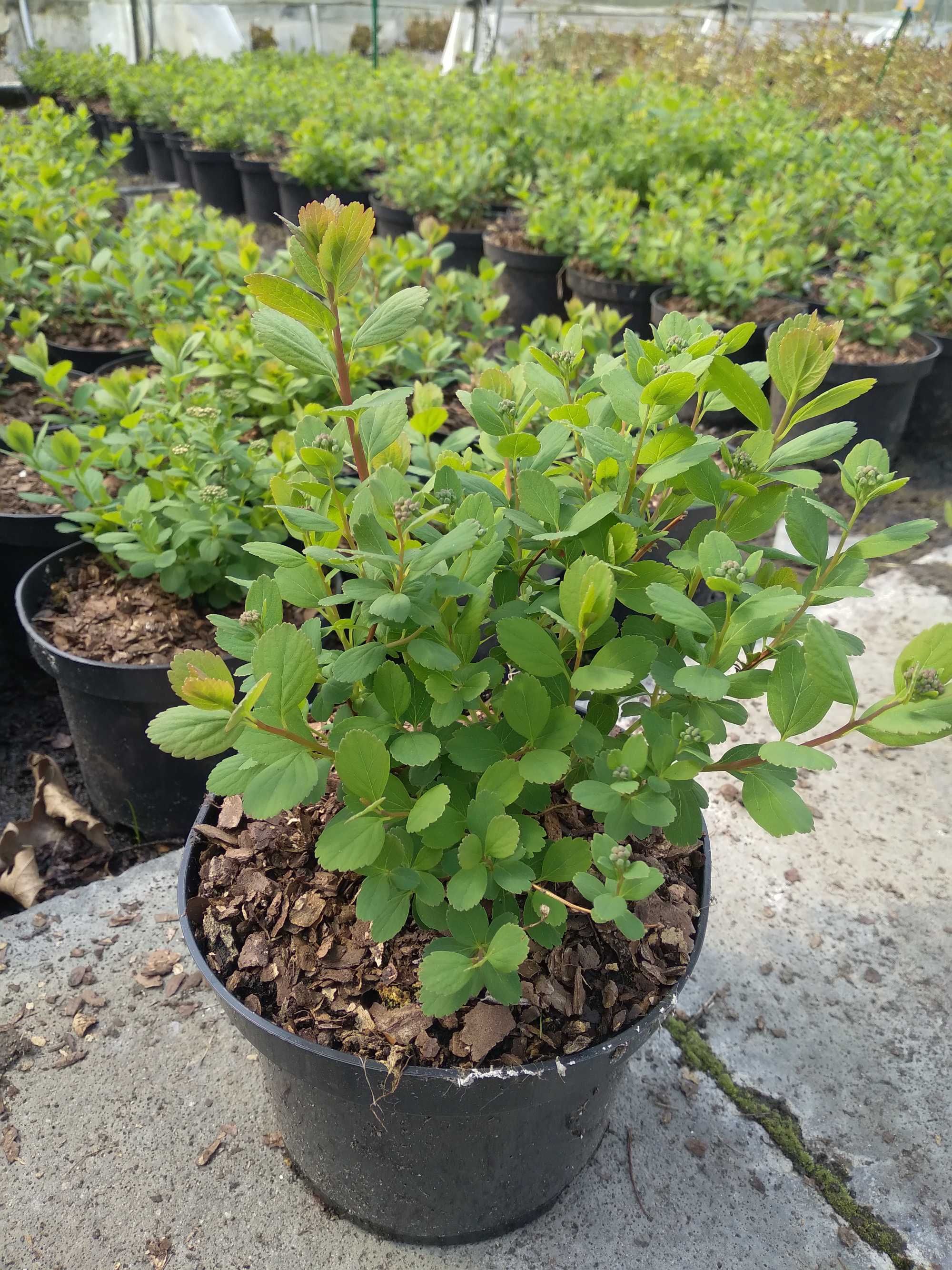 Tawuła brzozolistna, Spiraea betulifolia Tor Tor Gold