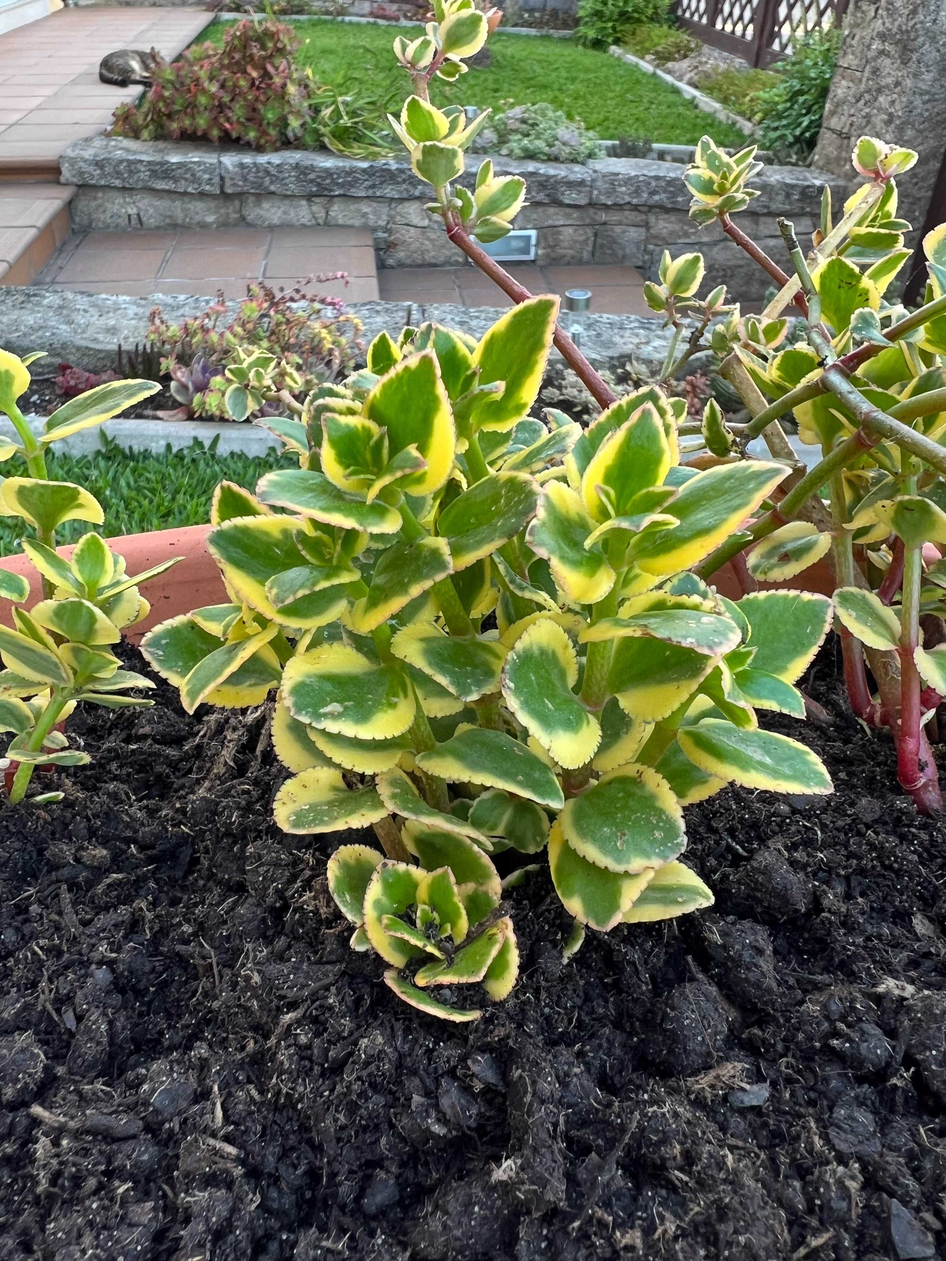 Suculenta Crassula Sarmentosa